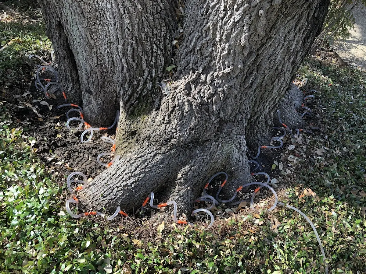 Detailed Tree Cabling and Bracing job site in Coupeville