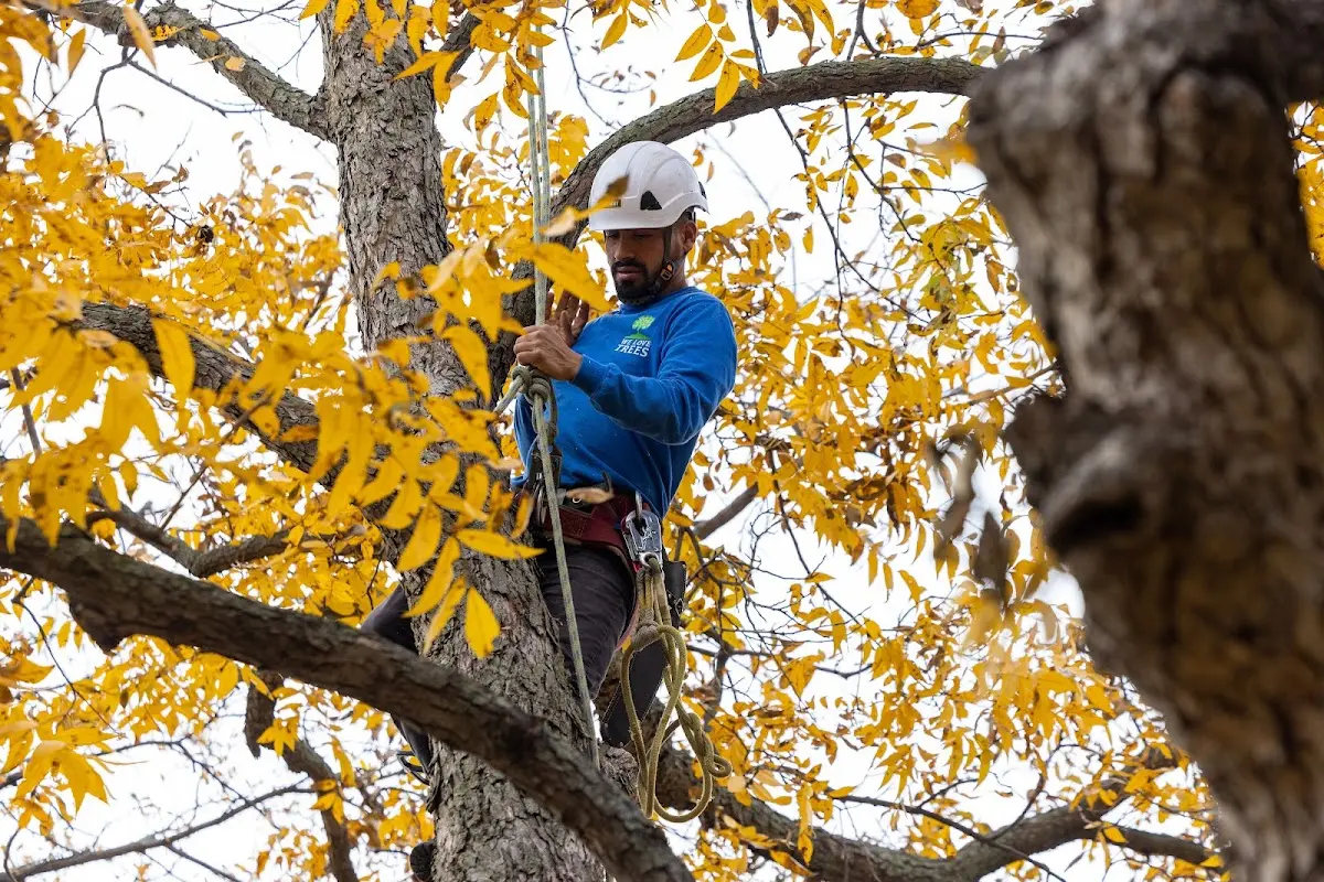 Skilled Tree Planing crew working in Coupeville
