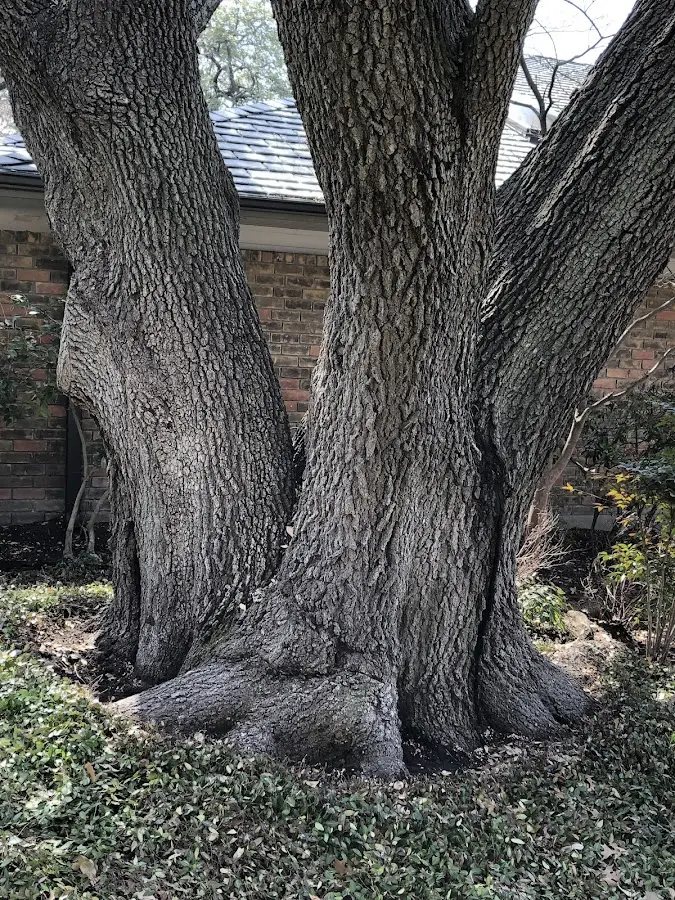 Mature heritage tree close to a Coupeville property cared for by certified arborists